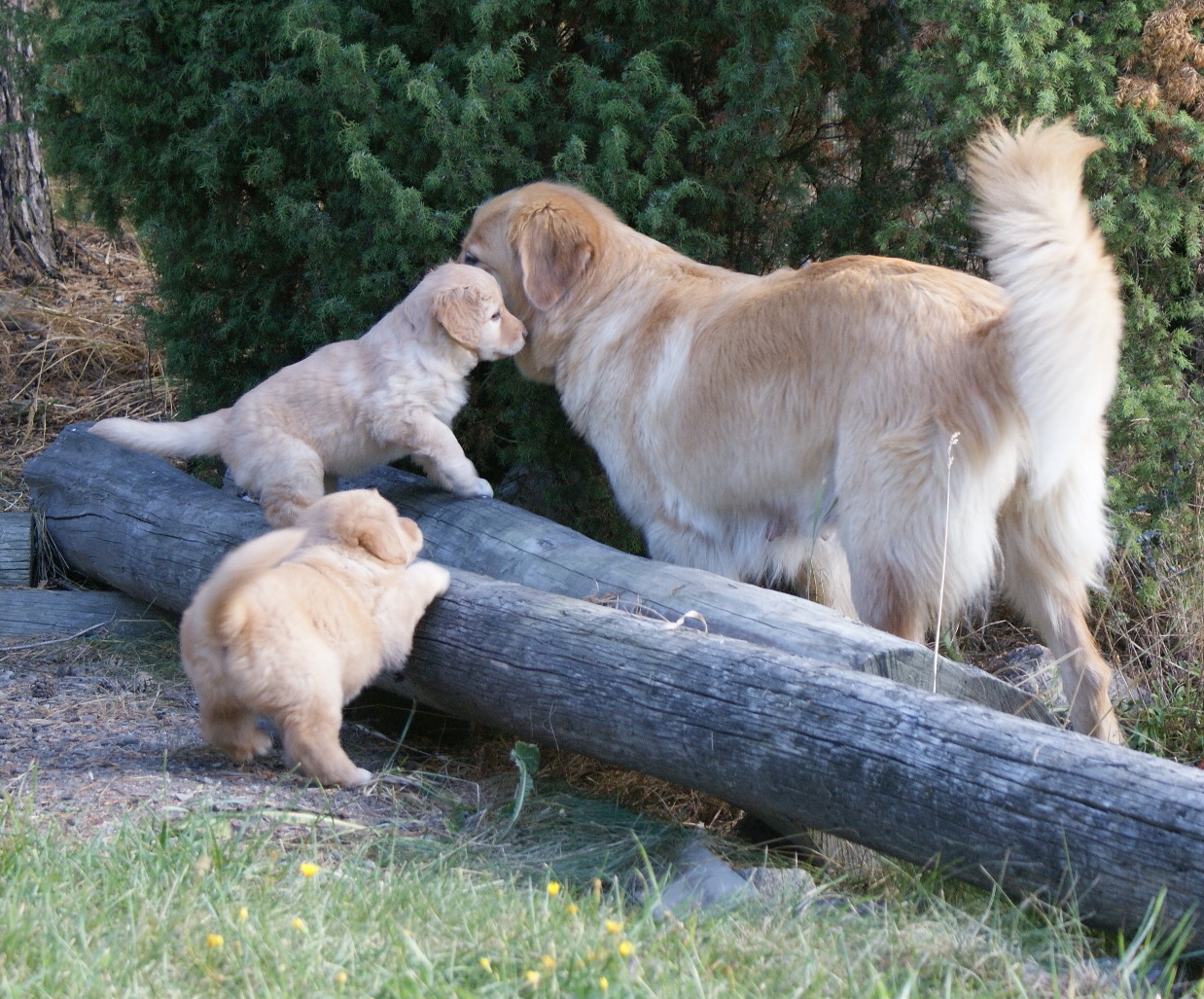 5 weeks old ones can climb on a log