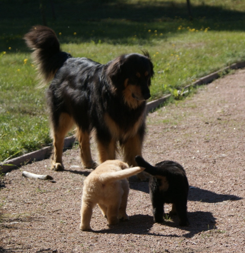 Abba-grand aunt is very interesting to 5 weeks old puppies