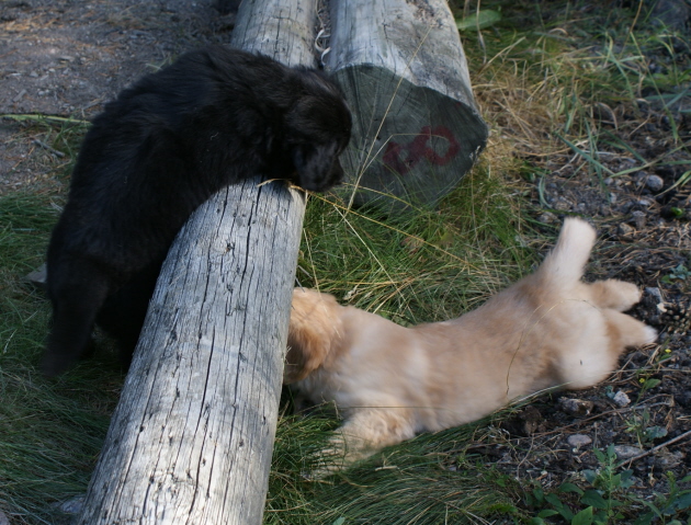 5 weeks old playing hide and seek