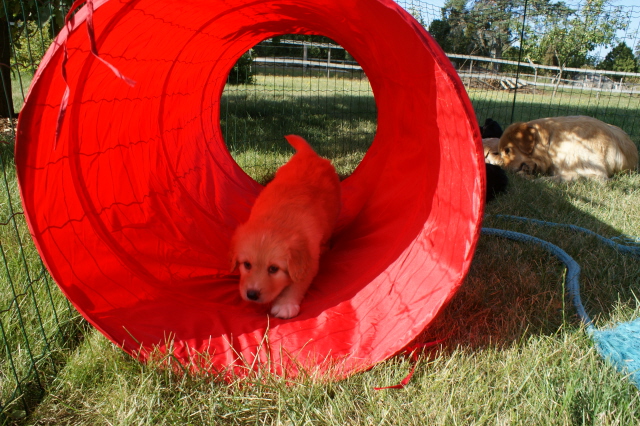 5 week old Feinschmecker in a tube