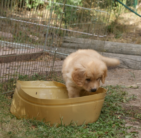 6 week old Feinschmecker likes to play with water