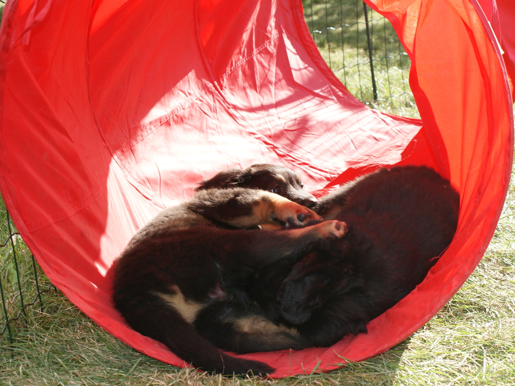 6 week old Favoritin and Freud like to play in tube