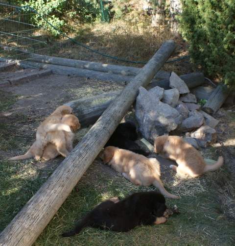 6 week old puppies love playing under the log