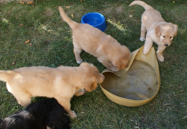 6 weeks old puppies play with water pool