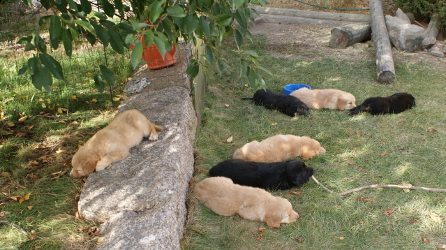 6 weeks old puppies play hard about one hour and then they take a snap