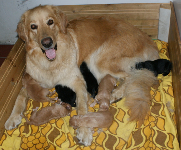 Very proud Sissi and one day old F-puppies