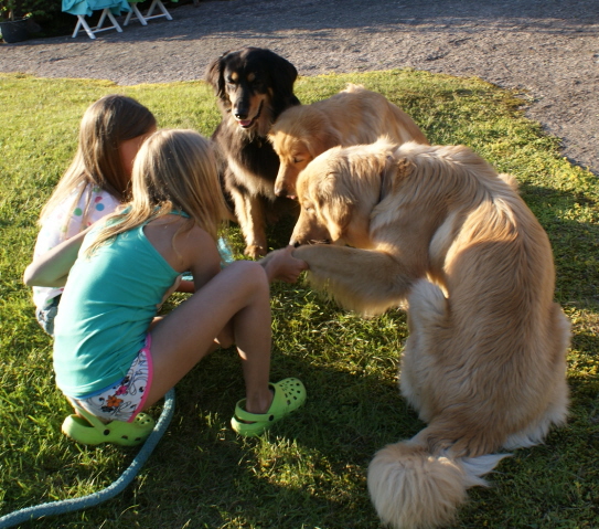 girls teach dogs to "shake hands" in midsummer 2011